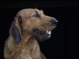 Harald