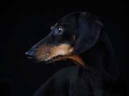 Nora